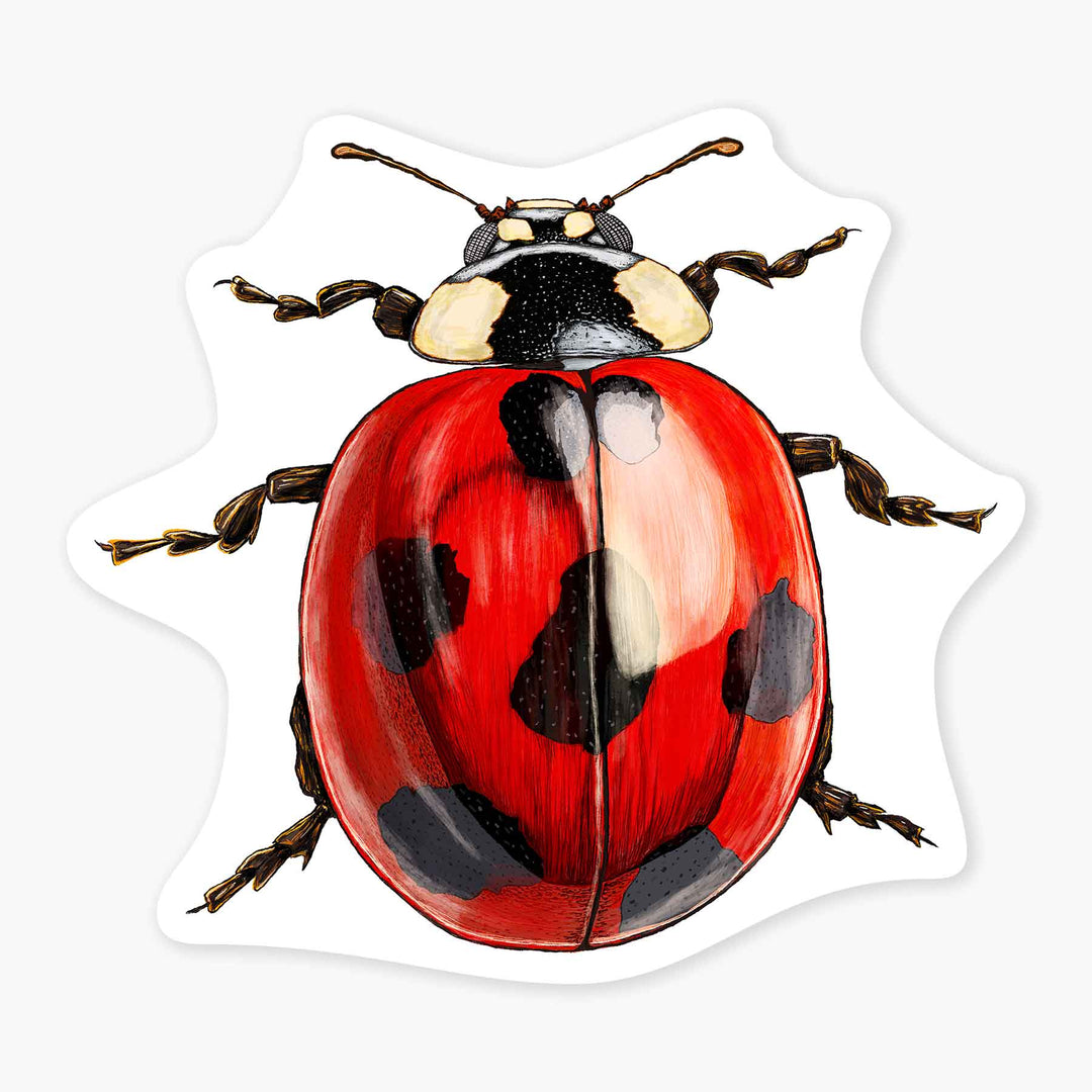 Lady Bug - 3" Art Sticker